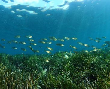 21-04-26-POSIDONIA-3-260421114322