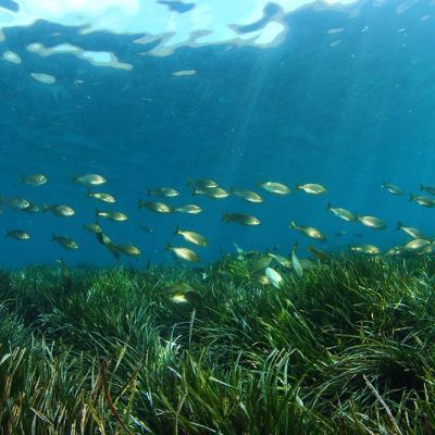 21-04-26-POSIDONIA-3-260421114322